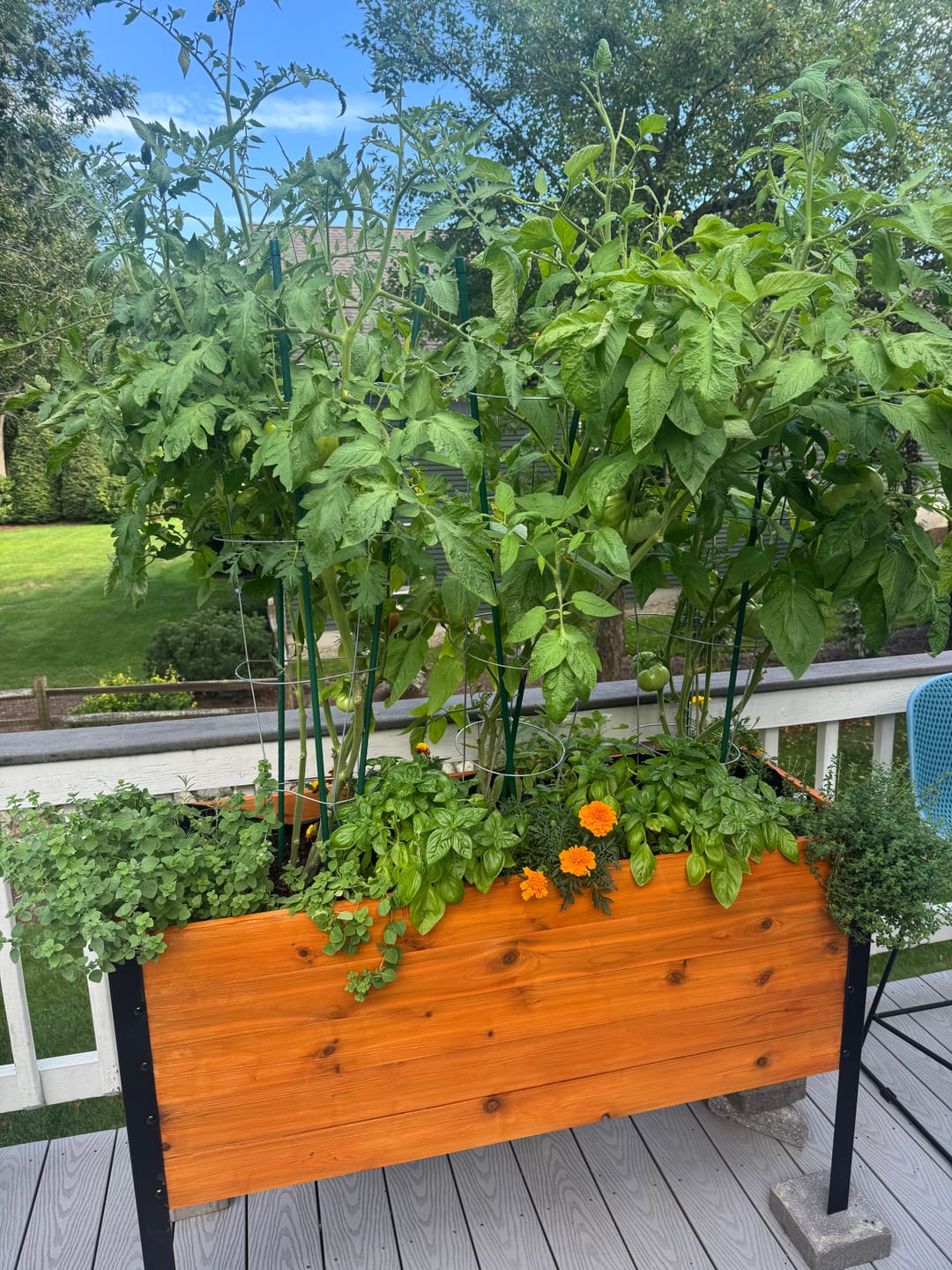 Customer photo review of 18″ x 48″ Deep Root Raised Garden Bed - 30″ TALL - Select Grade