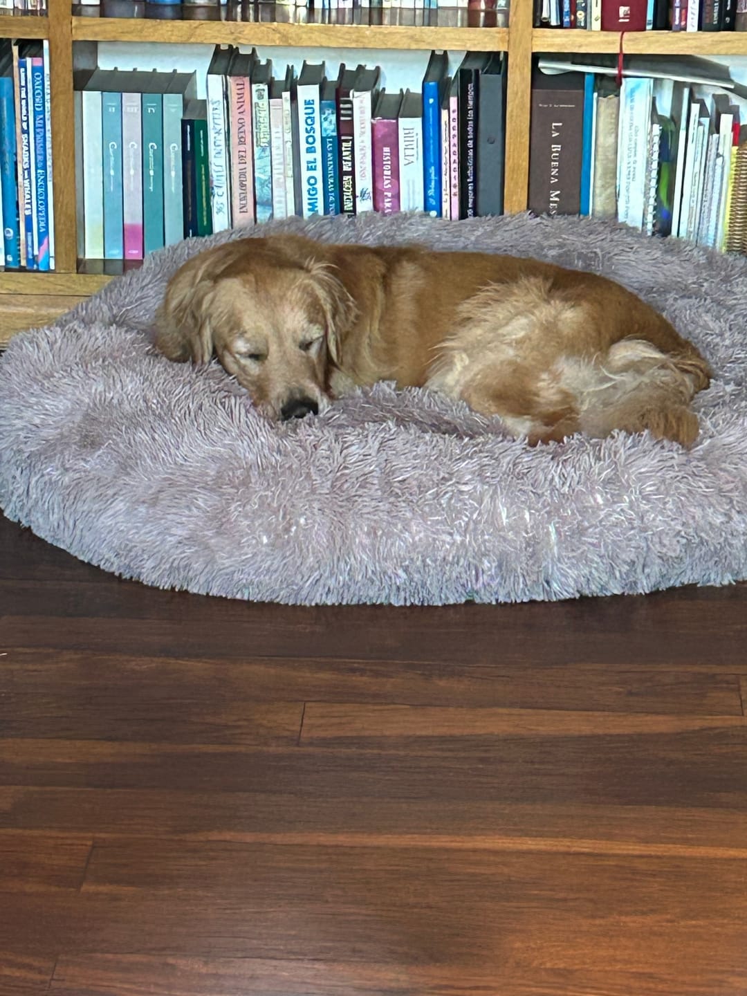 Customer photo review of Cama Anti-Estrés THE DOGS — Menos ansiedad, más descanso