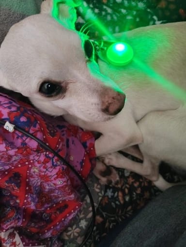 Customer photo review of GlowTag — LED Safety Light Pendant for Dog Collars