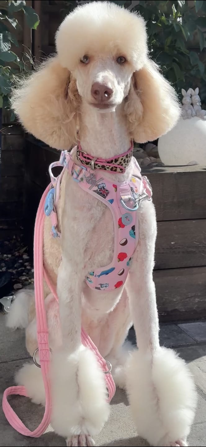 Customer photo review of Anti Pull Hurricane Harness Lighter | With Handle - BalmyBillows Pink