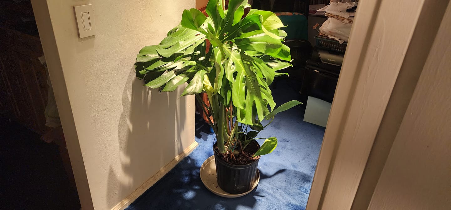 Customer photo review of Monstera Deliciosa, Swiss Cheese