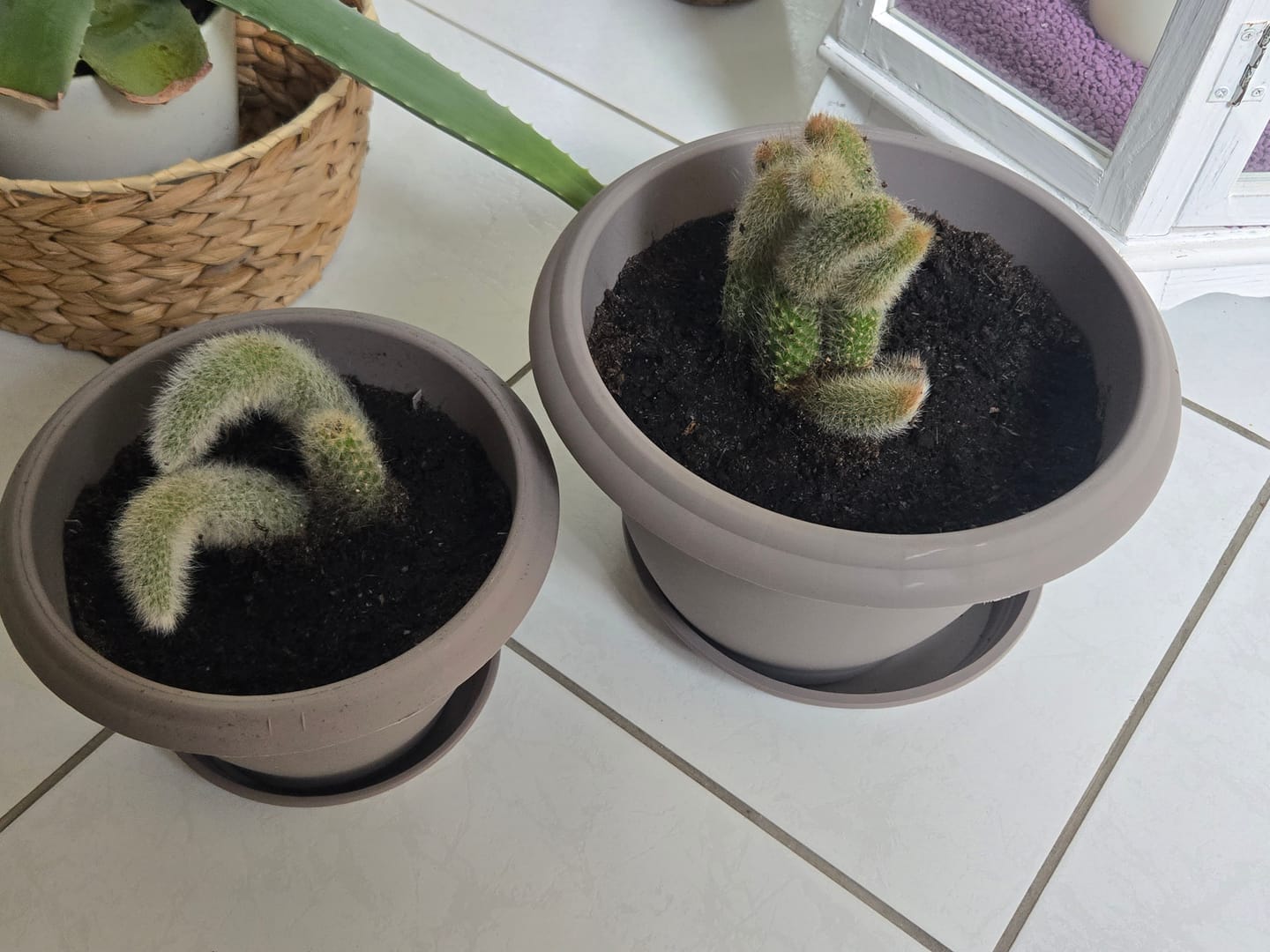 Customer photo review of Hildewintera colademononis "monkey’s tail", rabo de macaco