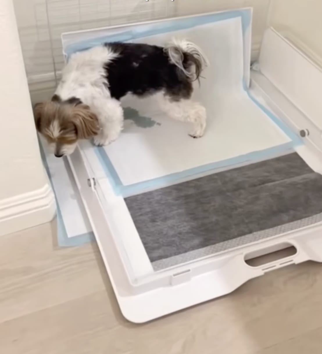 Customer photo review of Pee PAWD® Pee Pad holder