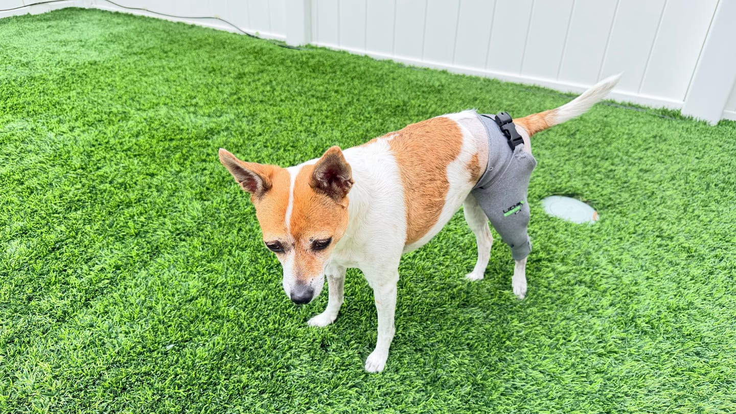 Customer photo review of Lick Sleeve® Leg Sleeve