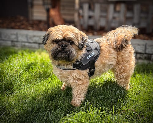 Customer's fluffy dog wearing a black personalized dog harness with the name CASH on the side, standing in green grass.