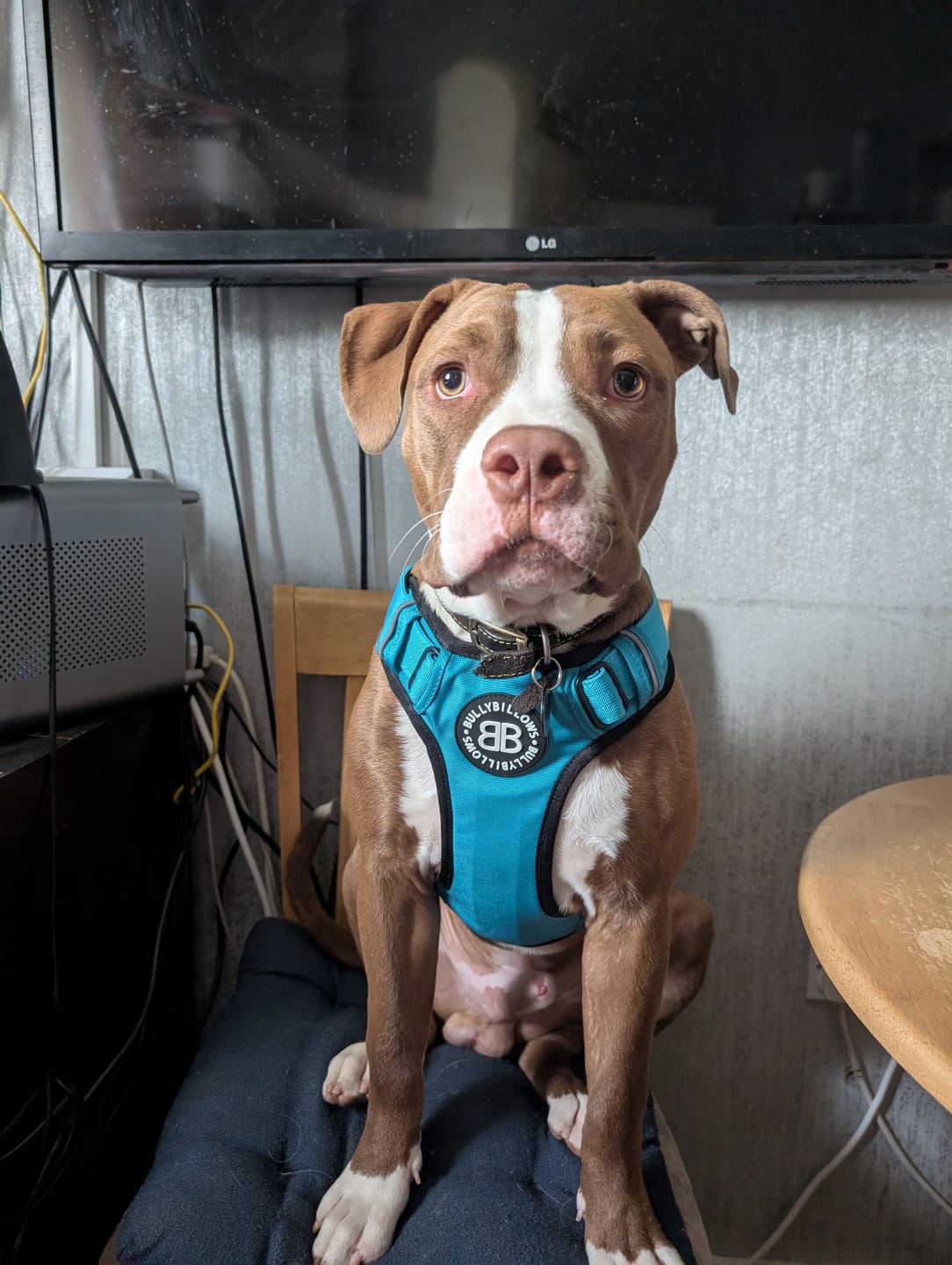 Customer photo review of Comfort Premium Harness | Non Restrictive - Light Blue