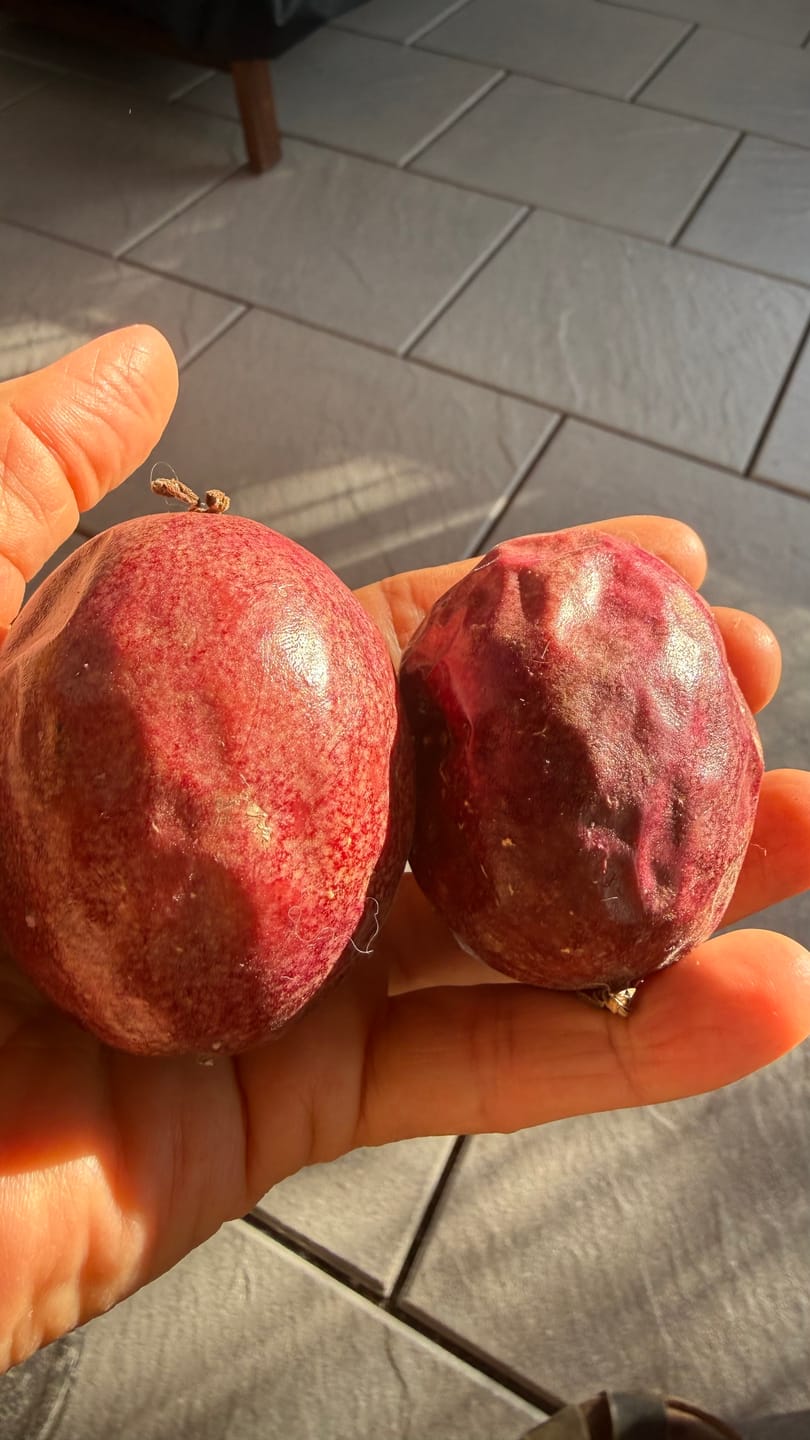 Customer photo review of Passionsfrüchte Bio von Salvador Retteraktion %