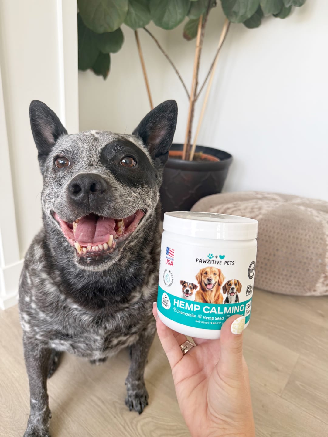 Customer photo review of Hemp Calming Chews for Dogs – 120 Soft Chews