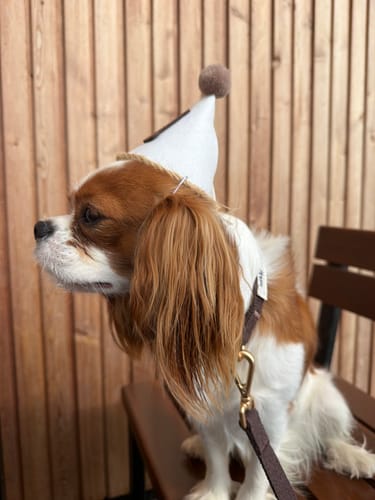 Customer's brown Bouclé Lead attached to a dog wearing a party hat, sitting on a wooden chair.