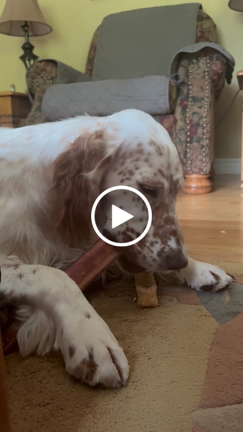 Customer video review of 12 Inch Mega Monster Bully Stick (LIMITED)