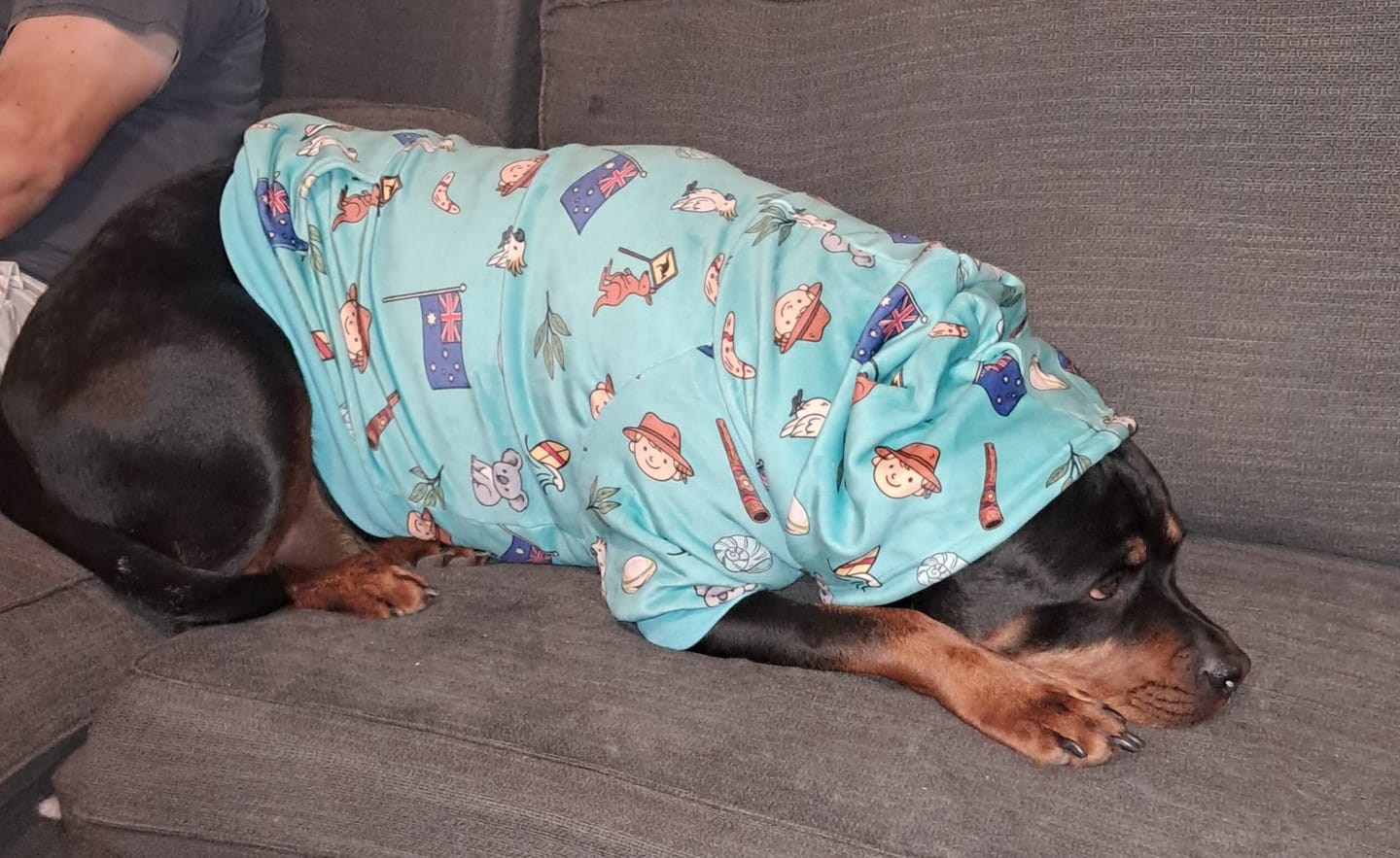 Customer photo review of The Australia Dog Hoodie - Teal