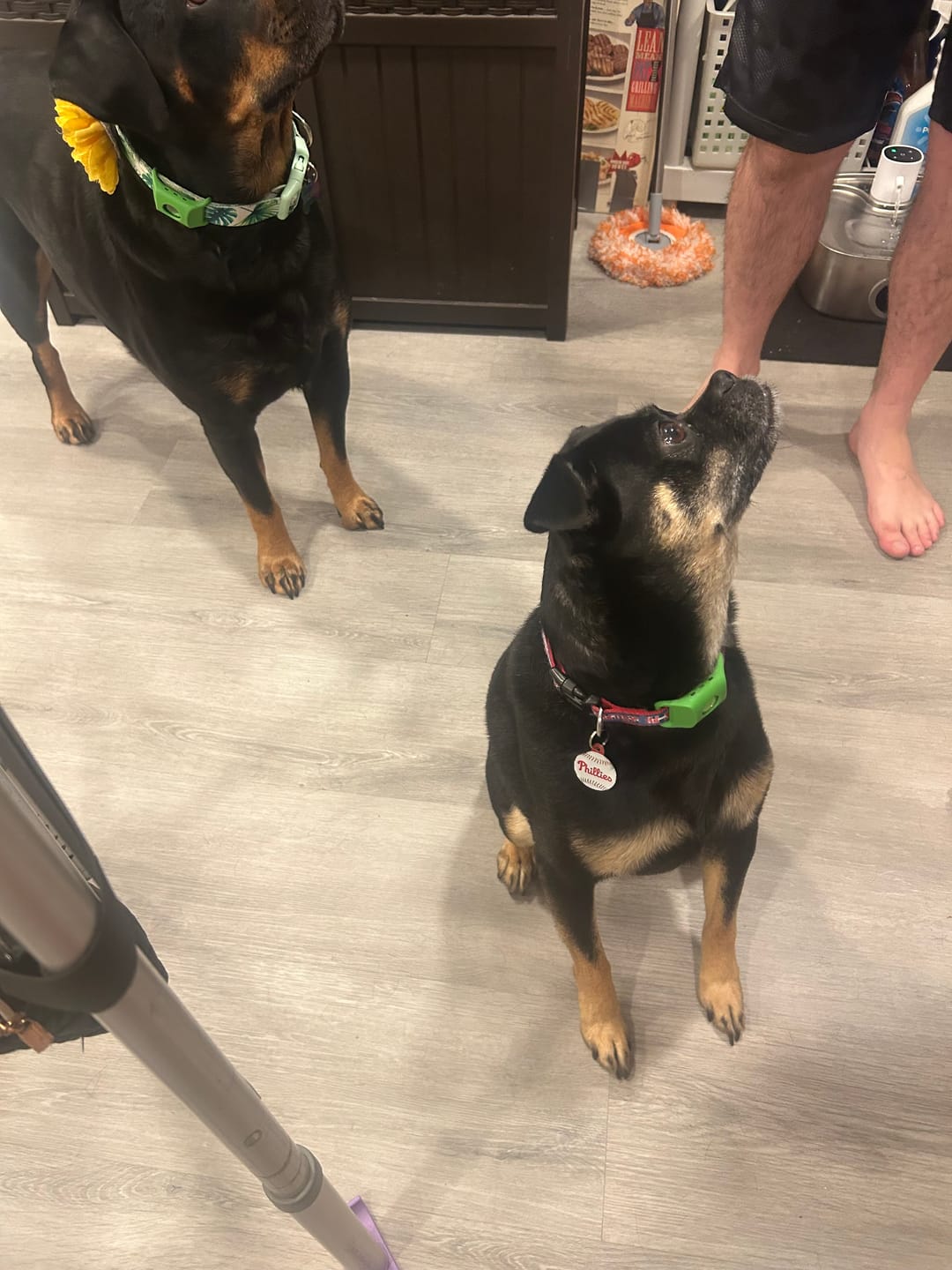 Customer photo review of FurLife™ 12 Months Flea and Tick Free