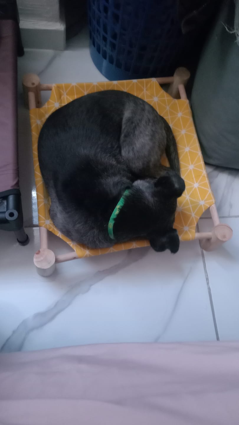 Customer photo review of CT9755 1 Pieza De Cama Elevada Para Mascotas