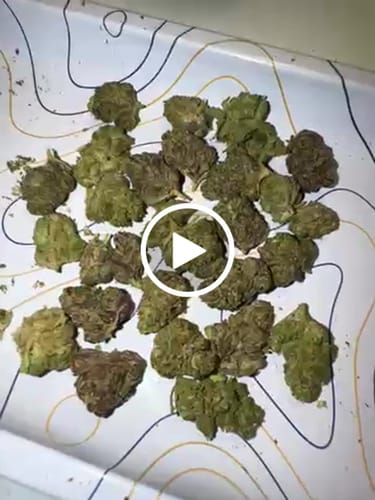 Customer video review of Gelato Float (Indoor Smalls) - THCA Flower