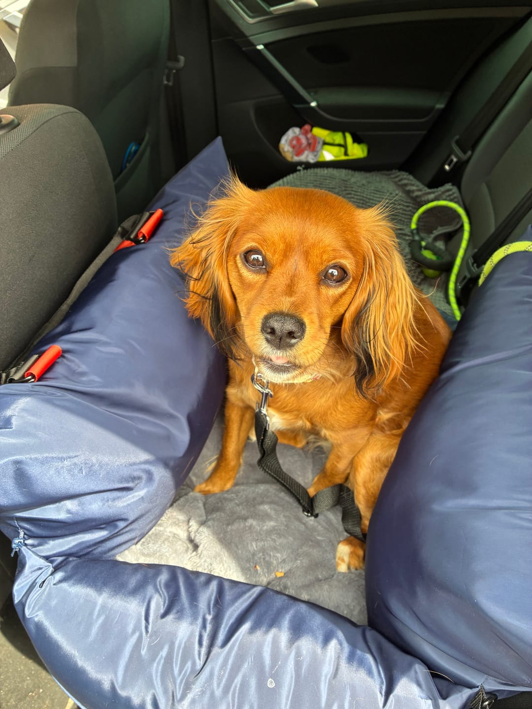 Customer photo review of Replacement Dog Pod Cover Set - With Isofix