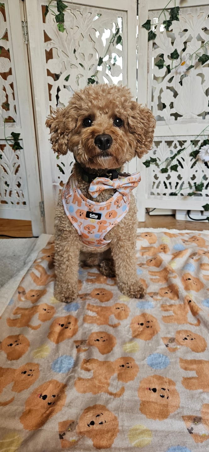 Customer photo review of Adjustable Dog Harness - Curly Club Collection