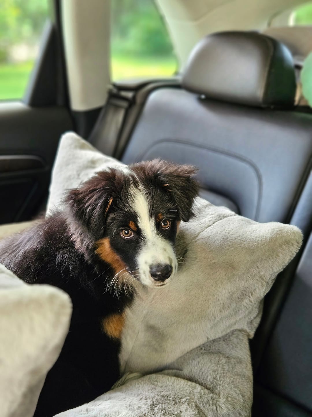 Customer photo review of Plush autoistuin