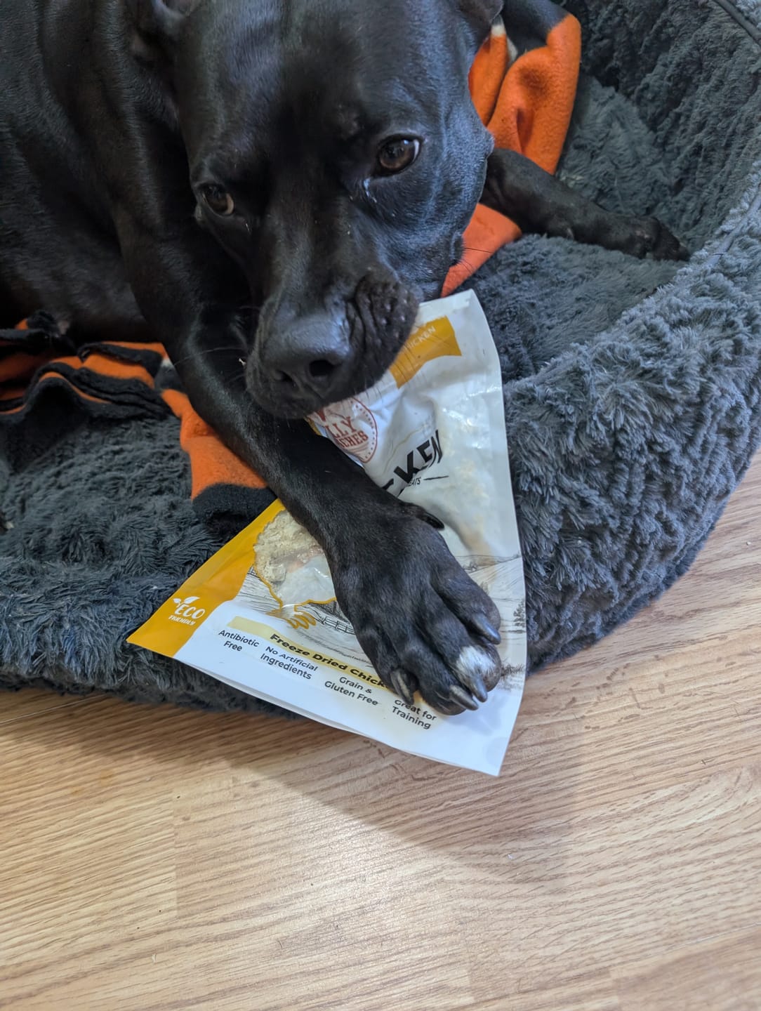 Customer photo review of Blueberry Himalayan Yak Chew (MEDIUM)