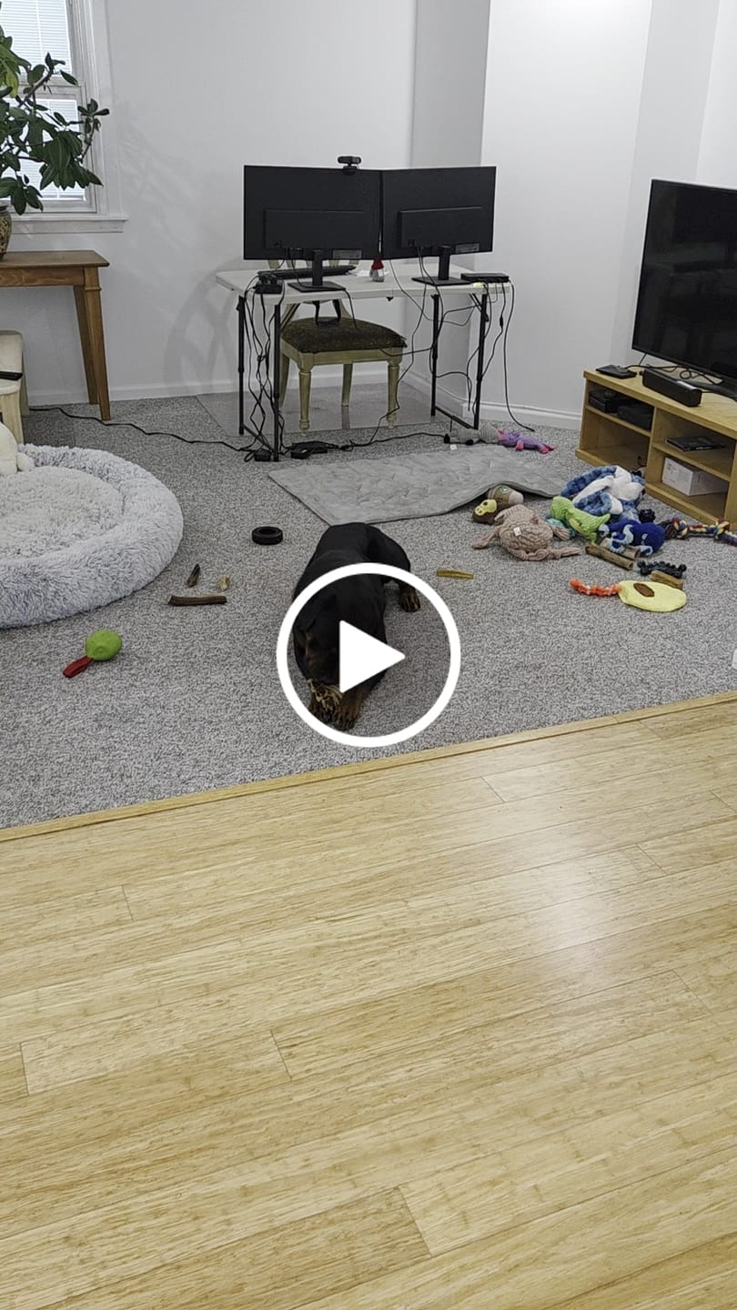 Customer video review of Ostrich Rib Chew (8" x 3.5"): The Long-Lasting, Flavorful Chew for Small and Medium Dogs - 2 Pieces