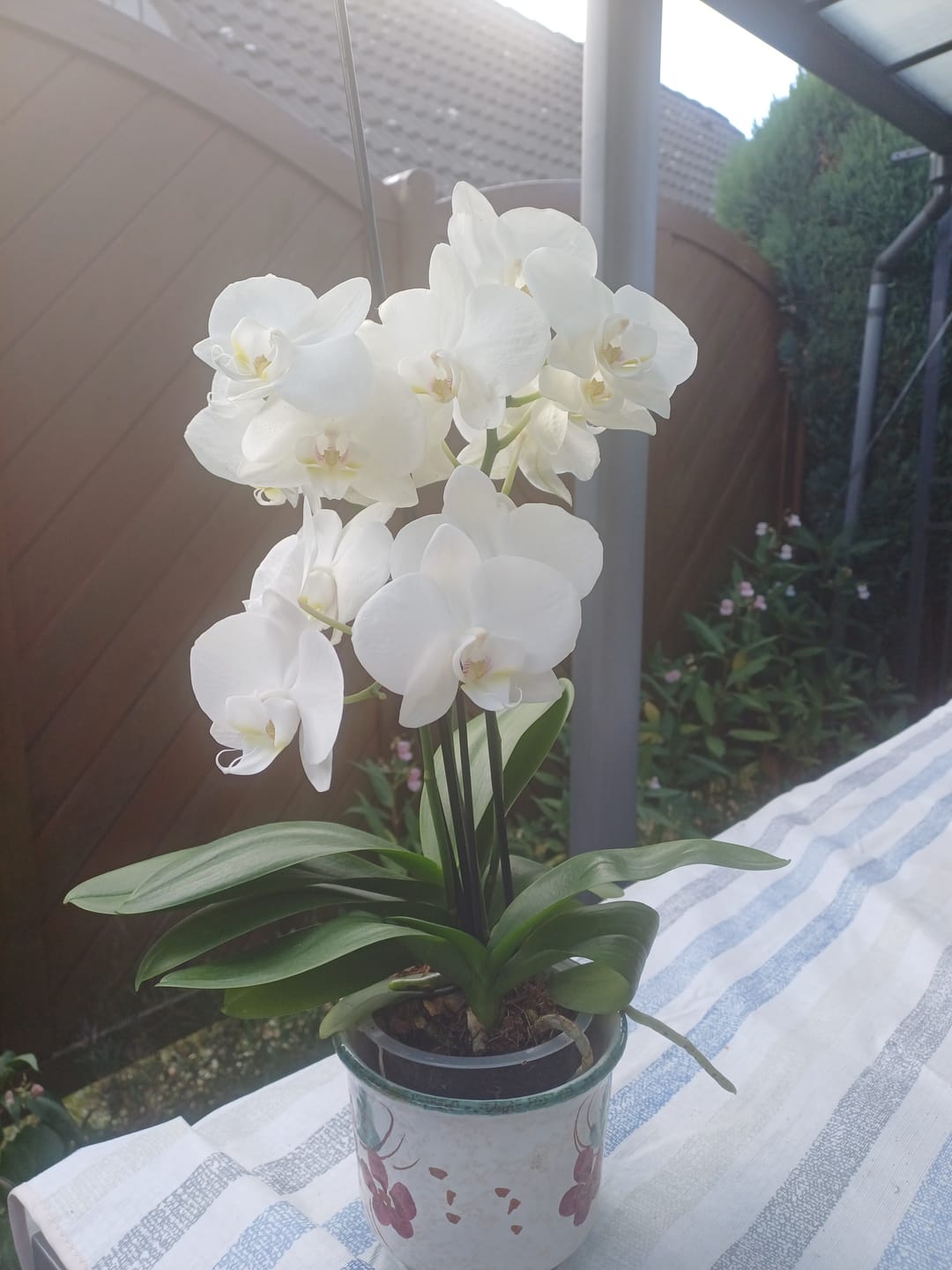 Customer photo review of Große Two of Us Weiß mit weißen Blüten und 3 Rispen