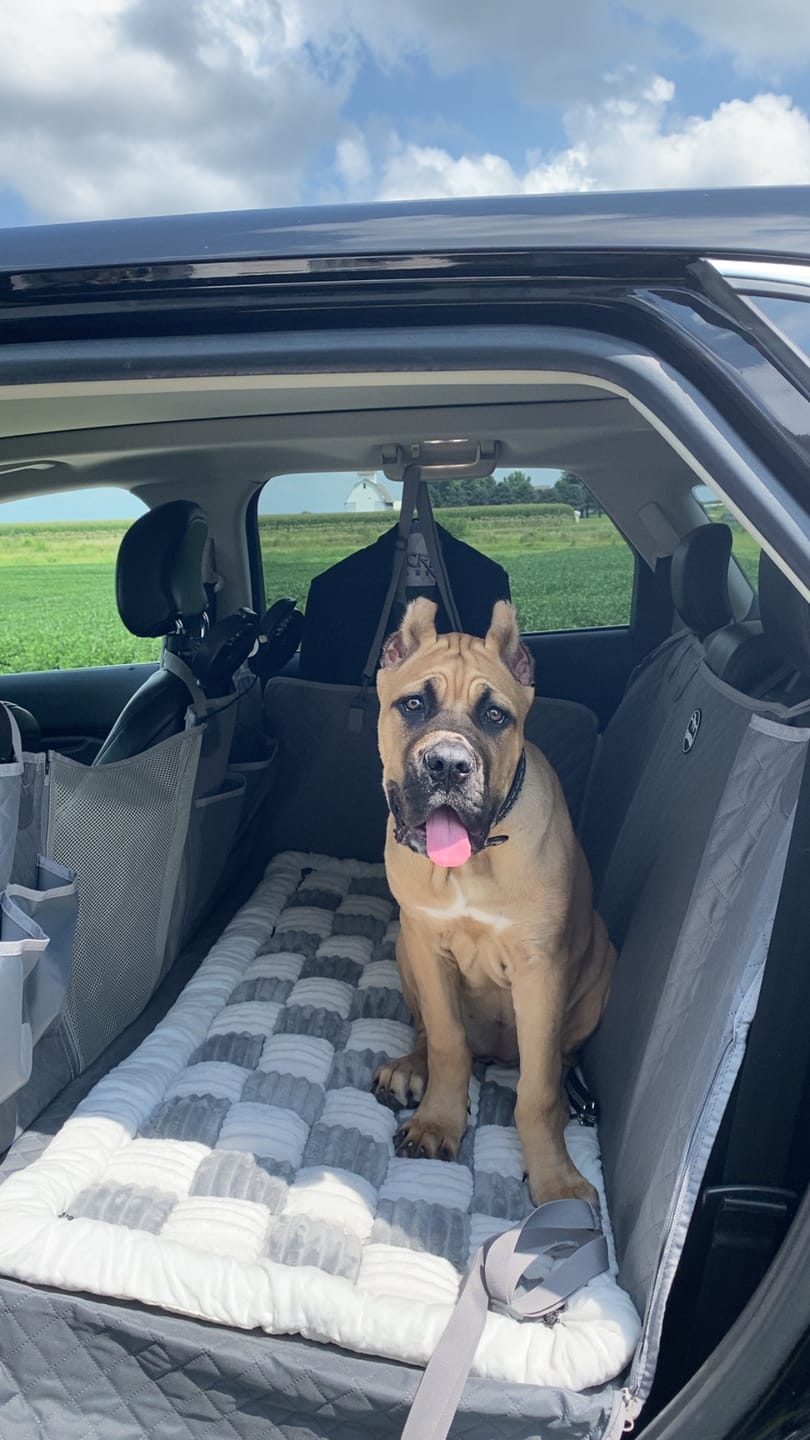 Customer photo review of Team K9® Backseat Dog Cooling Fans (USB-A)