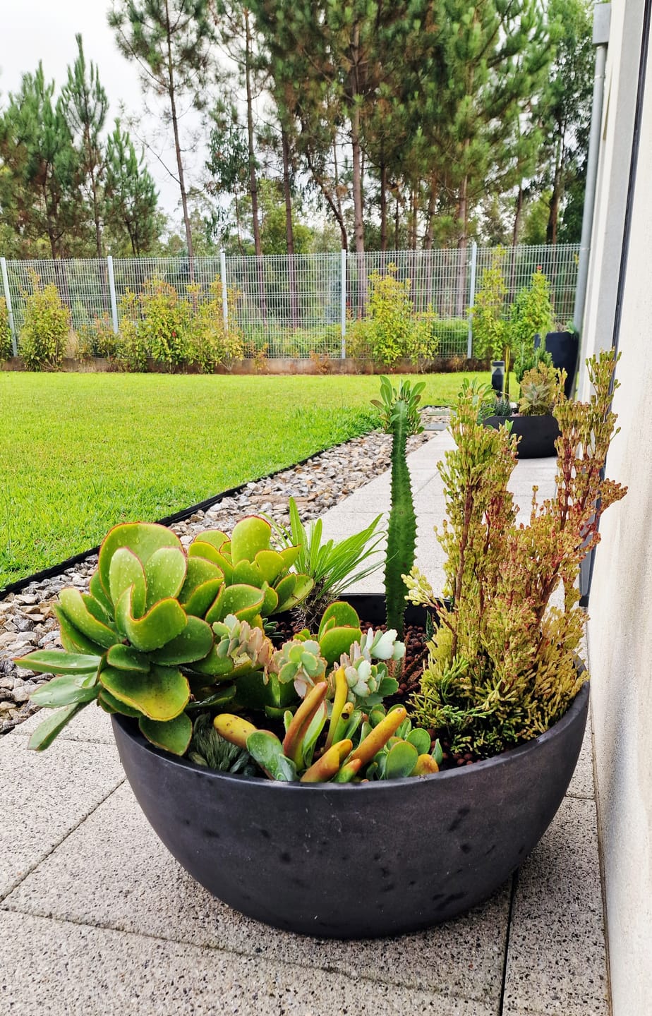 Customer photo review of Echinocereus rigidissimus var. rubispinus