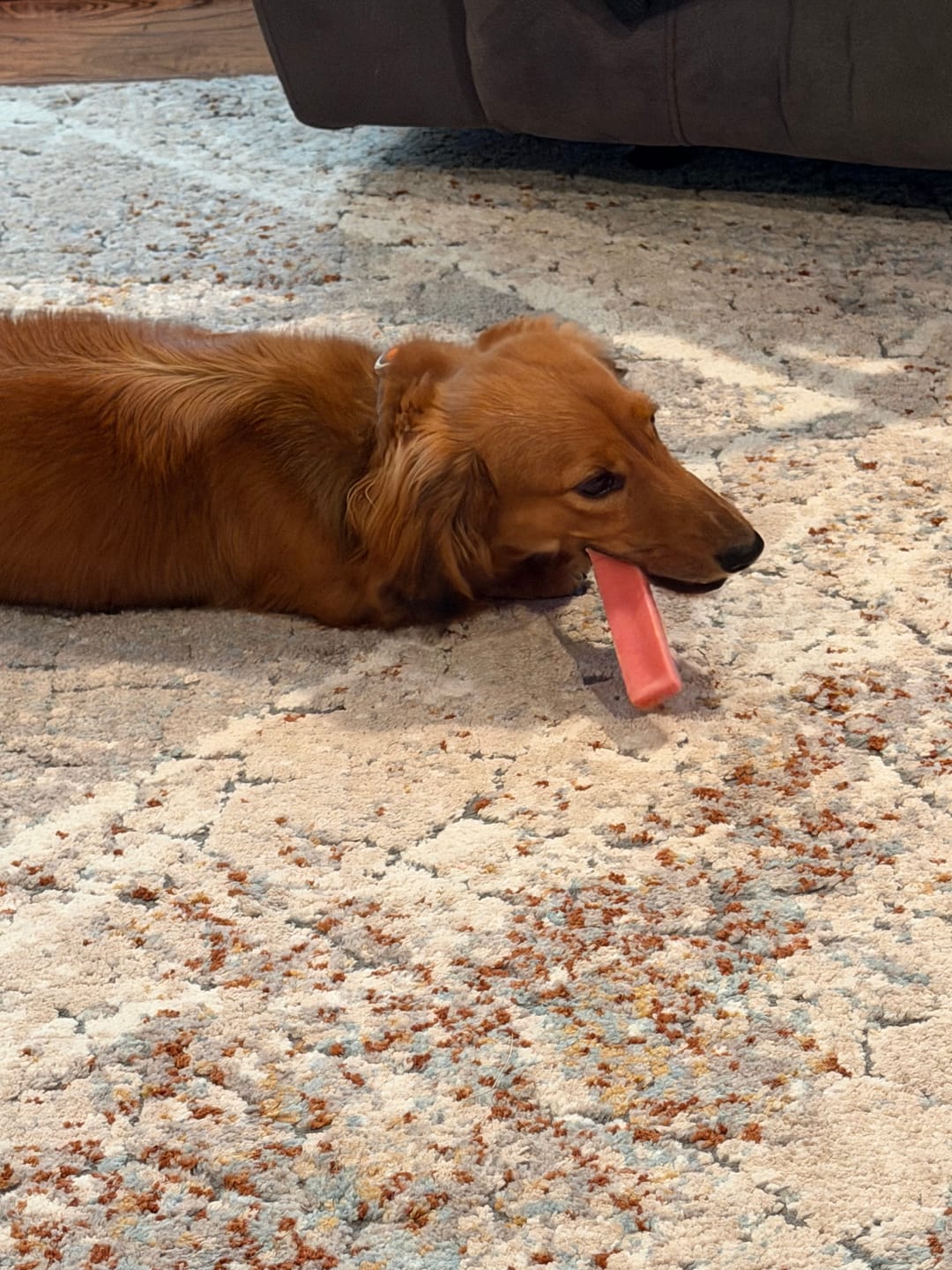 Customer photo review of Pumpkin Yak Chew — Fiber-Rich, Supports Digestion Naturally