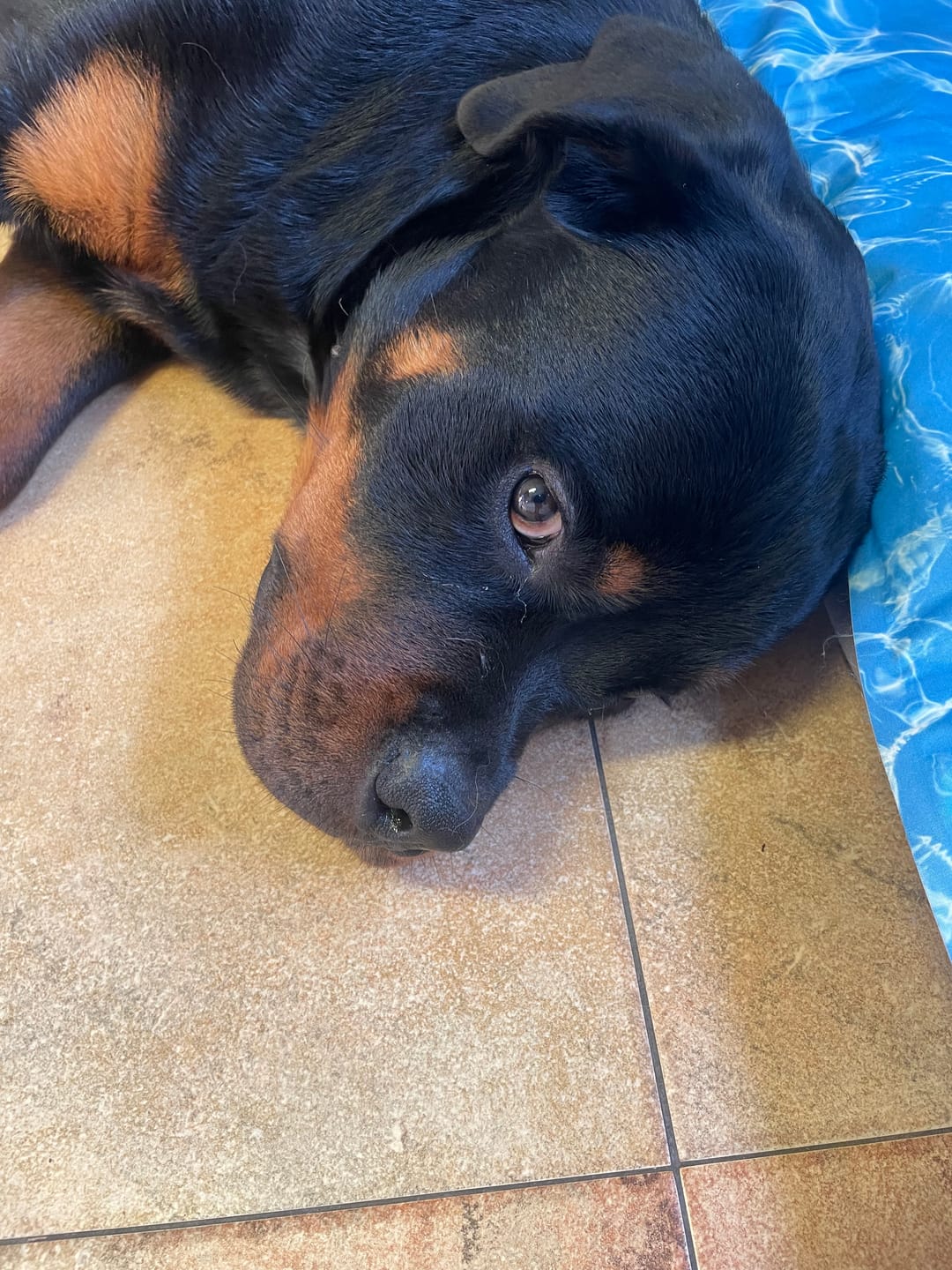 Customer photo review of Grain Free Giant Puppy