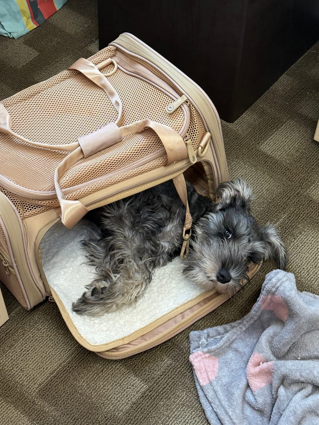 Customer photo review of Airline Approved Travel Pet Carrier