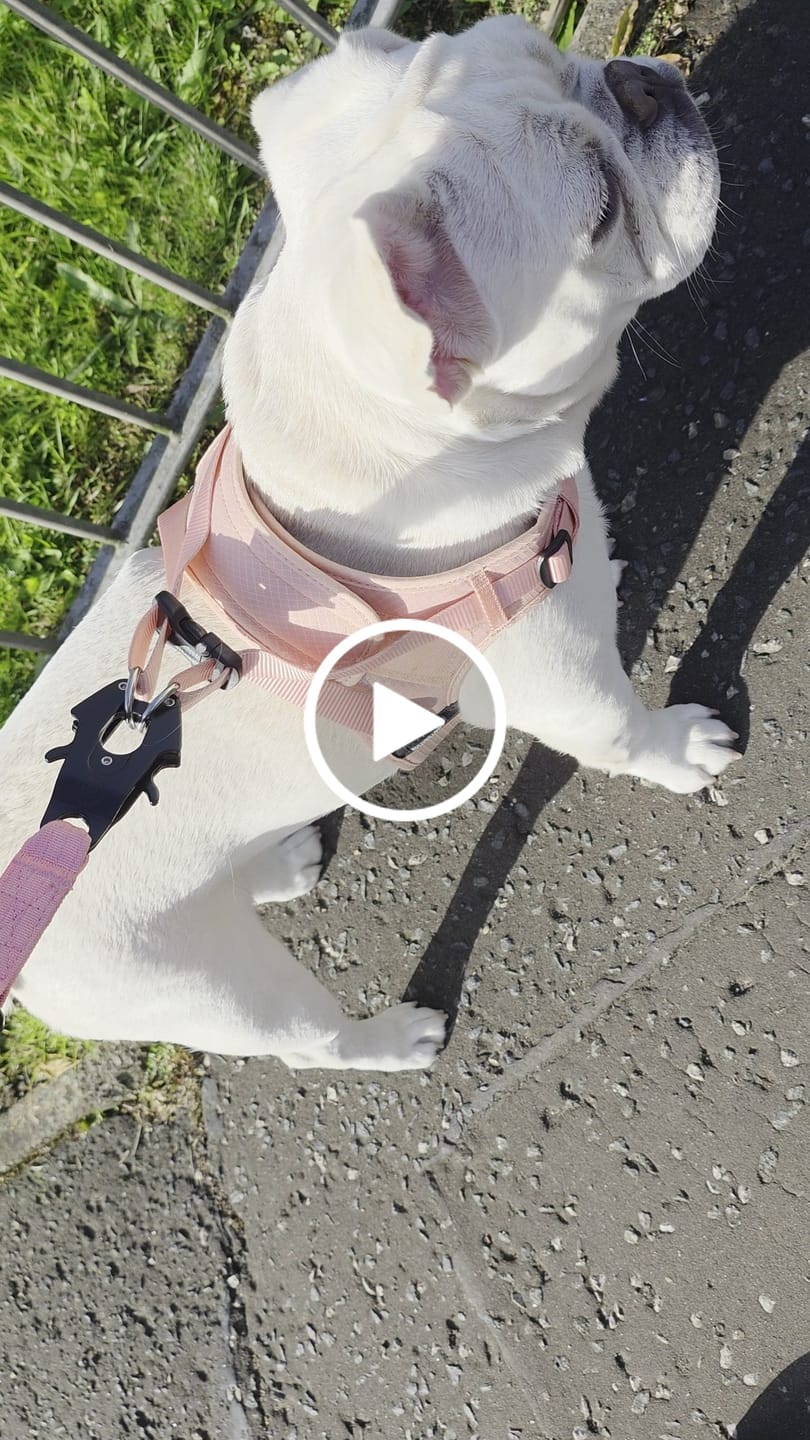 Customer video review of Boomerang Harness - XS-M Breeds - Pink