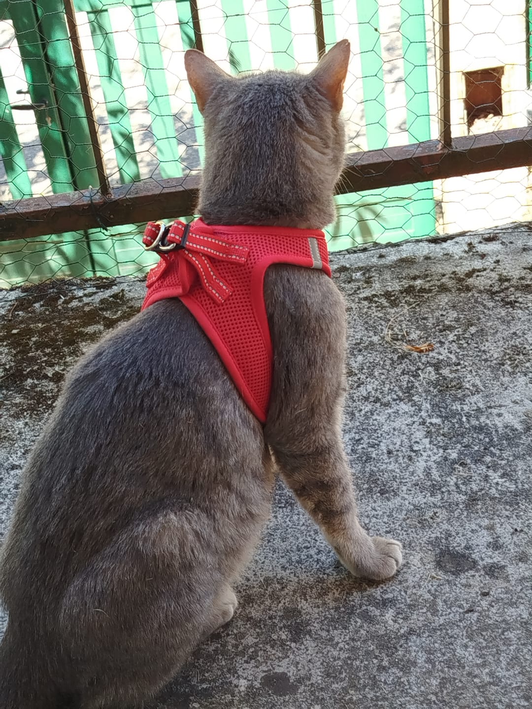 Customer photo review of Effilés à la truite, courgettes & thym (Chat stérilisé et Chat adulte)