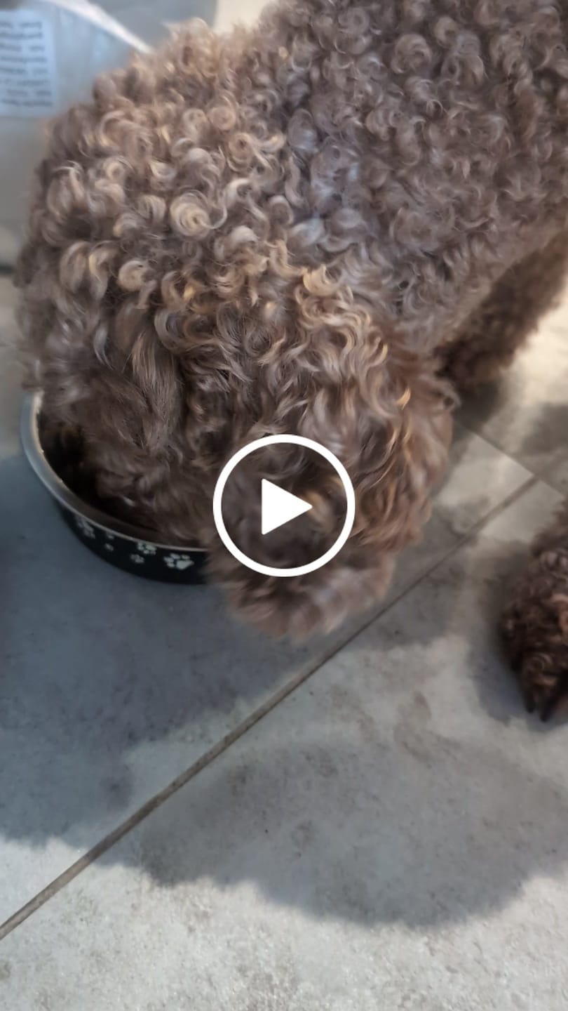 Customer video review of Scottish Salmon Dry Food