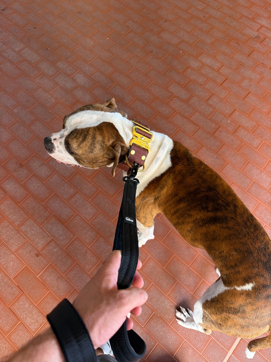 Customer photo review of Guard Leash Black Edition Svart - Väktarkoppel med extra handtag