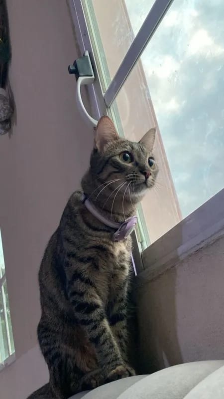Customer photo review of WagWells AirTag Collar