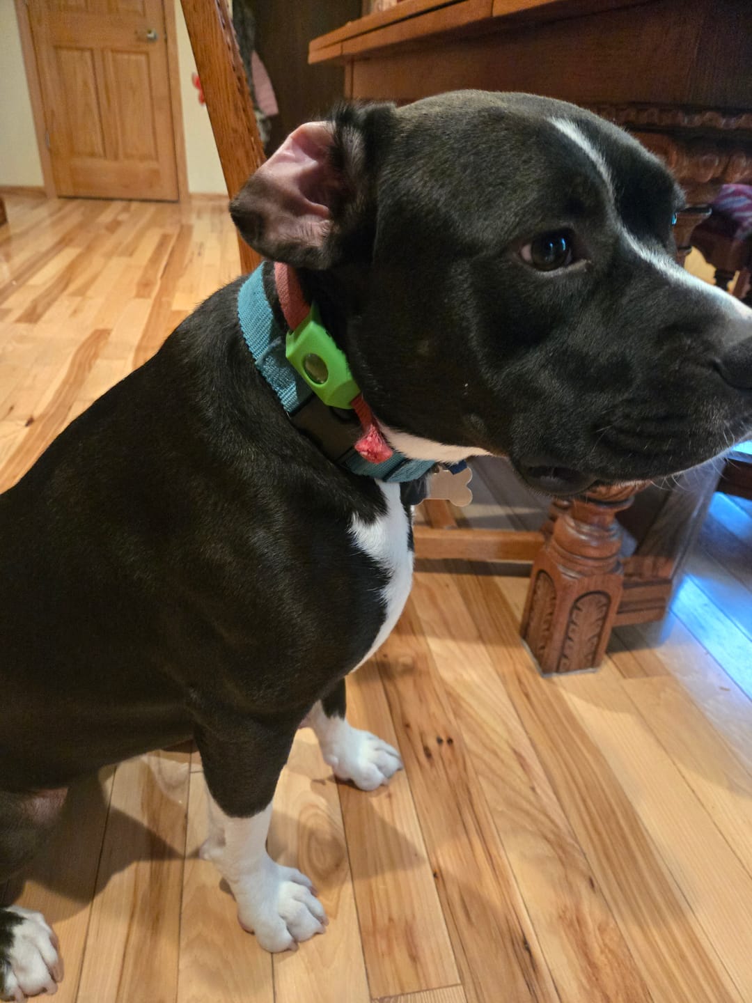 Customer photo review of FurLife™ - 12 Months All Natural Flea and Tick Tags for Dogs