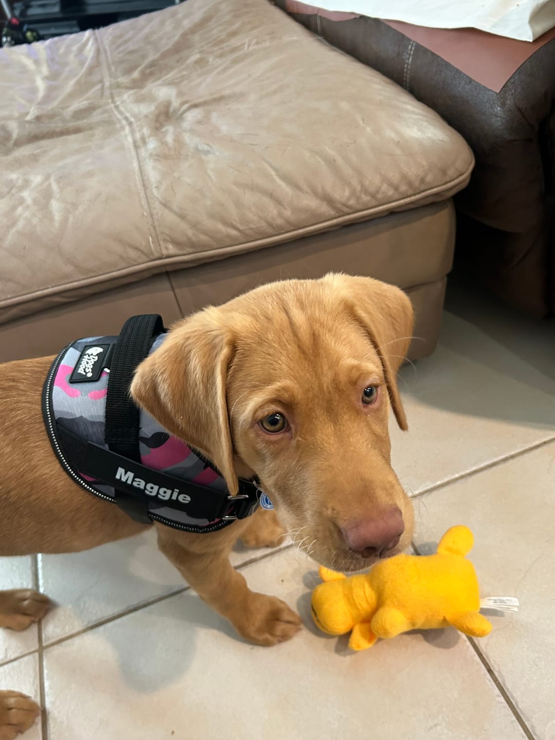Customer photo review of Dogshood ™ Easy On