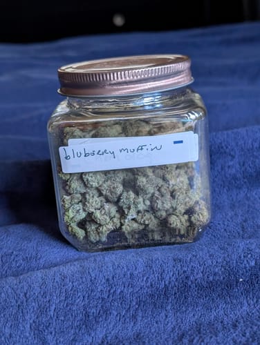 Customer photo review of Blueberry Muffins Minis - Bulk Minis - Indica