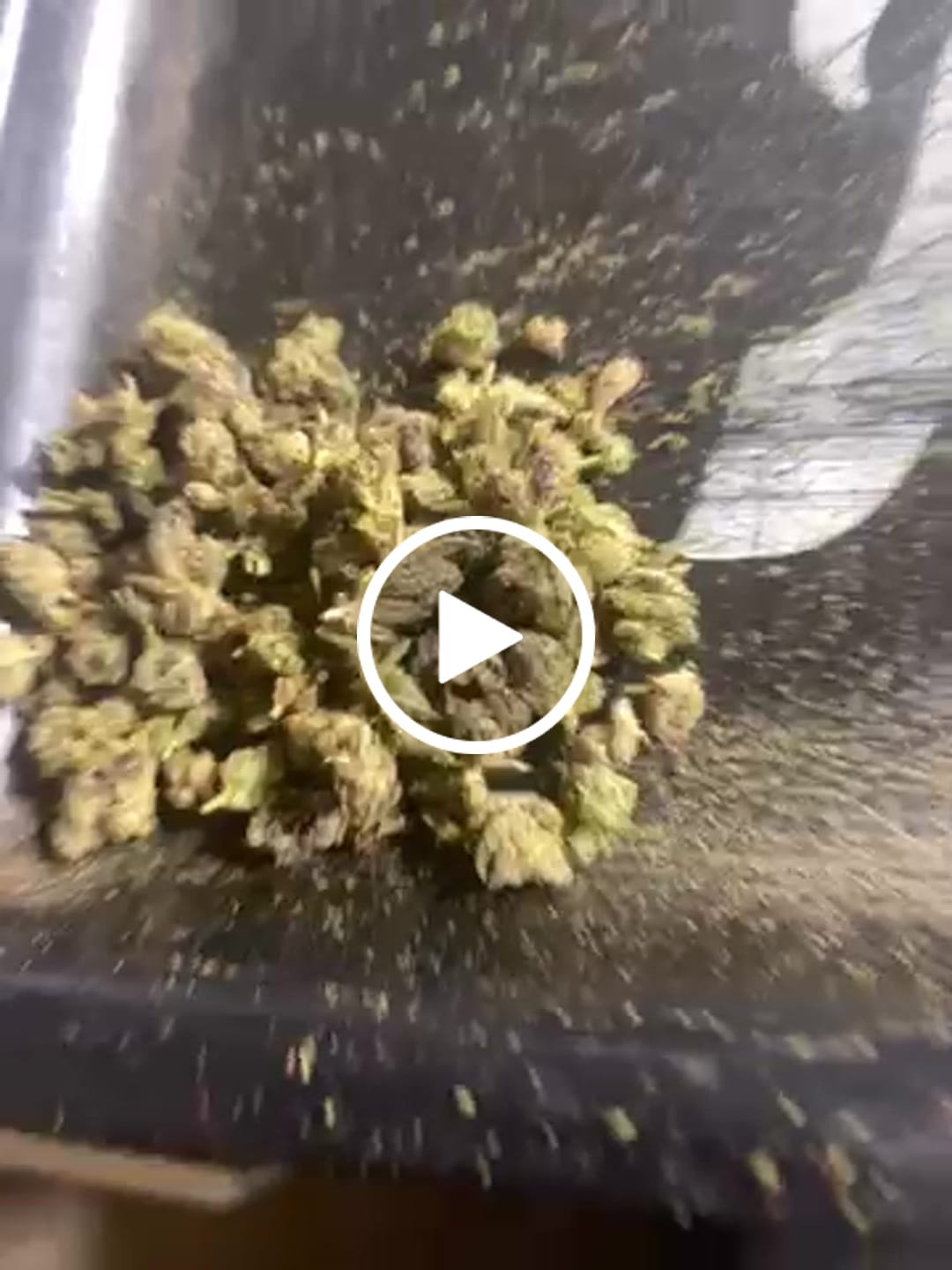 Customer video review of 💎Candy Gas - Diamond Infused Shake 1oz (Buy 1 Get 1)