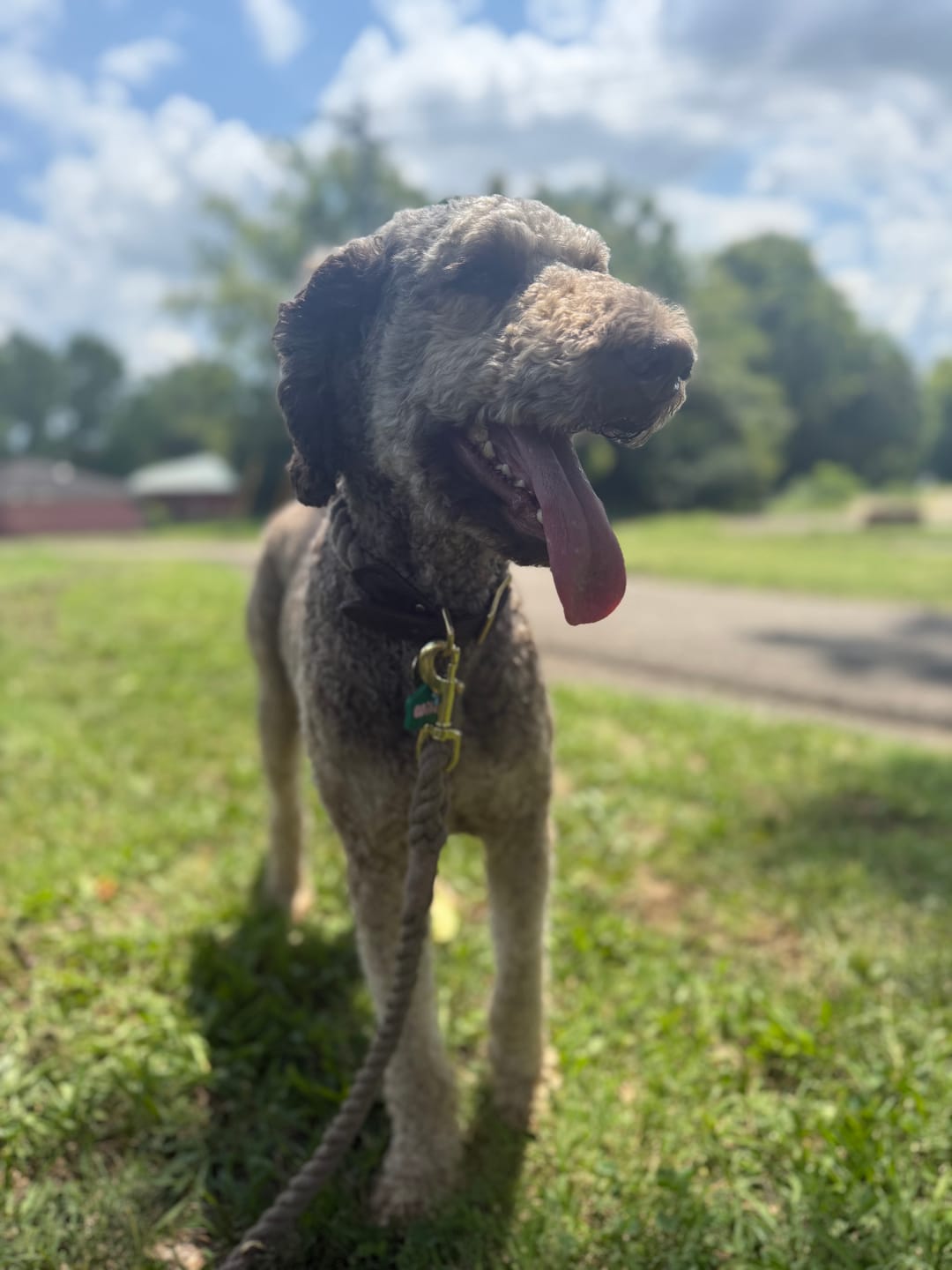 Customer photo review of Dark Tan Rope Dog Leash by Found My Animal | Adjustable & Handcrafted