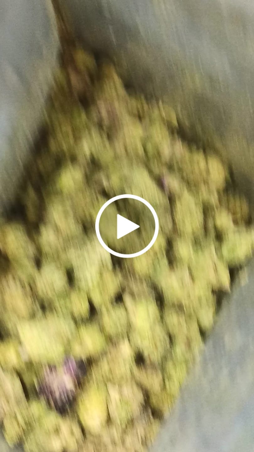 Customer video review of 1 Oz Cheap THCA Small Buds