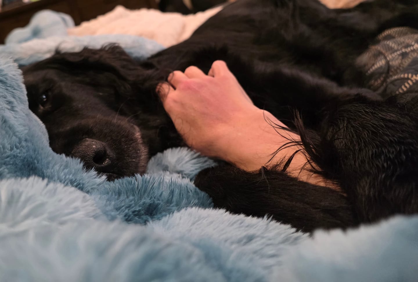 Customer photo review of Extreme Ultra Cloud Caribbean Holiday Blanket