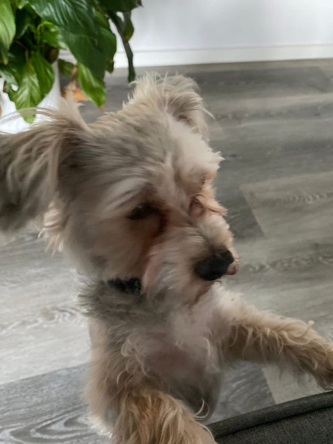 Customer photo review of Dogman - Tyggepinde m. Kylling - 375 gr.