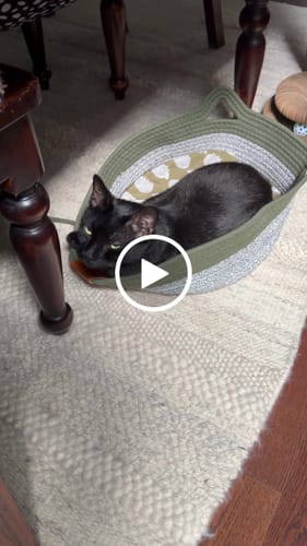 Customer video review of Instinct Basket | Meet the first research-backed natural territory for indoor cats