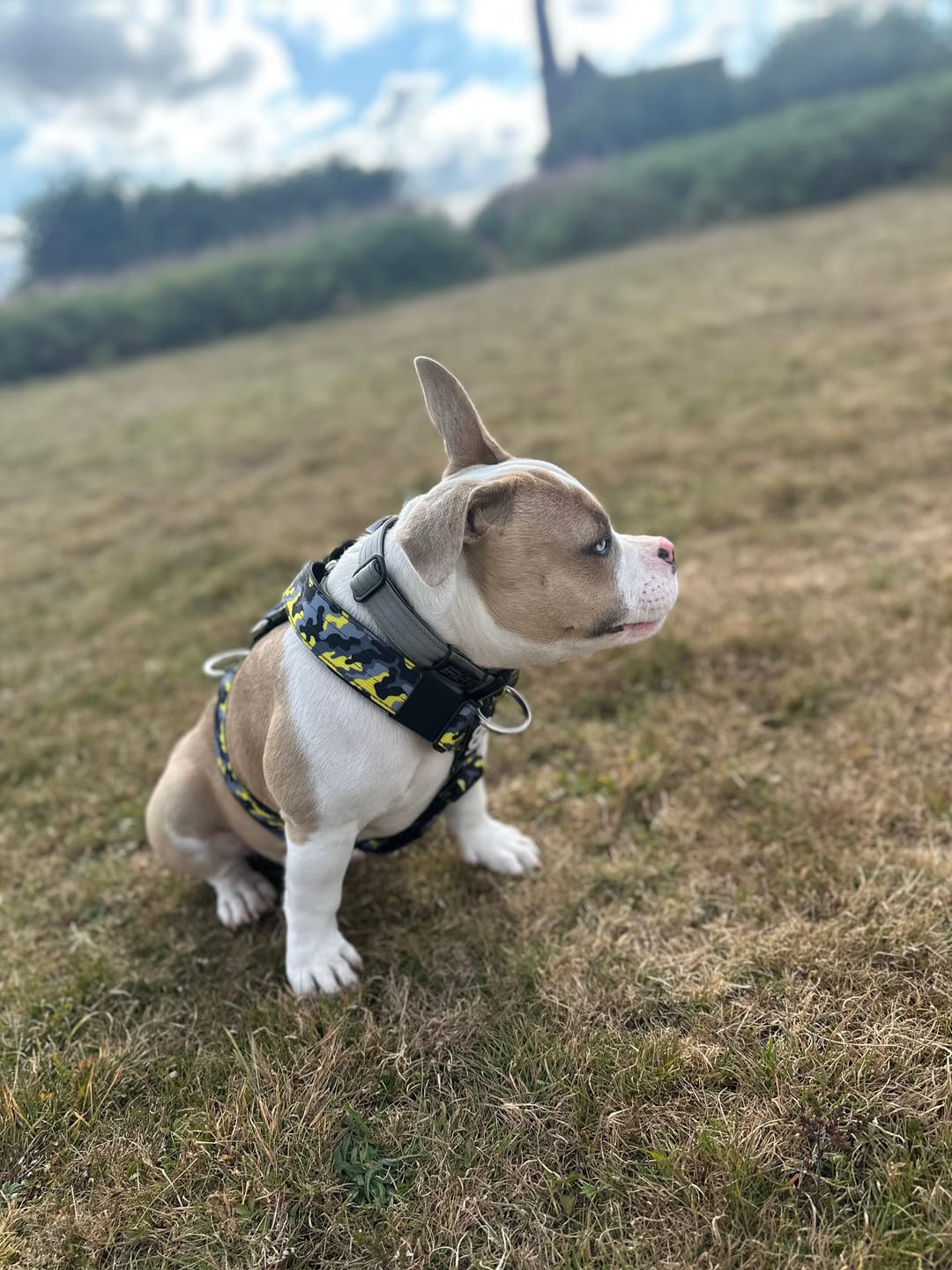 Customer photo review of Anti-Pull TRI-Harness® | Training Dog Harness for All Breeds - Lightning