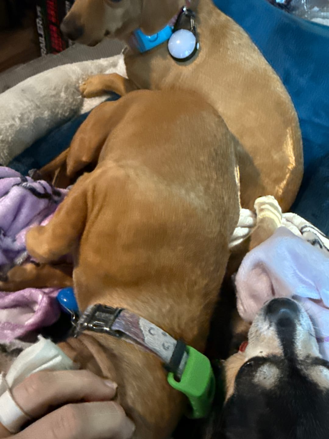 Customer photo review of FurLife™ - 12 Months All Natural Flea and Tick Tags for Dogs