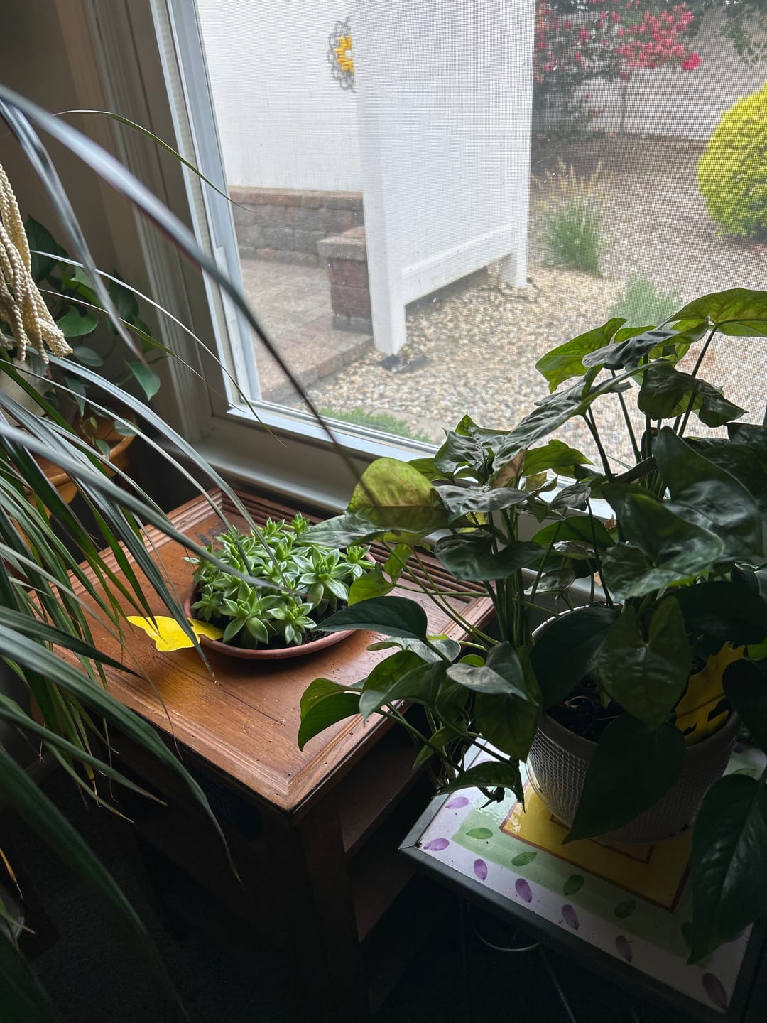 Customer photo review of Fungus Gnat Death Drops