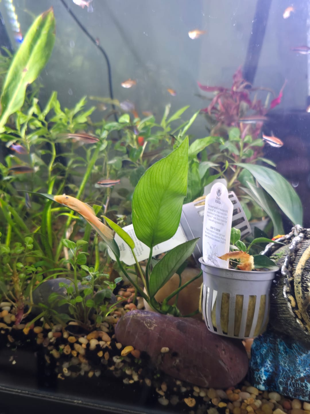 Customer photo review of Anubias Nancon