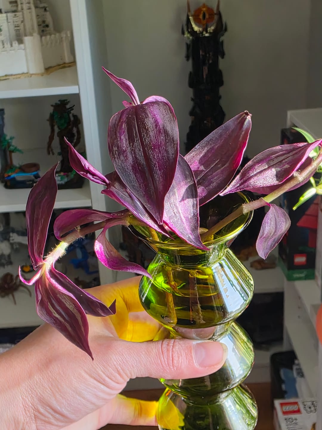 Customer photo review of Wandering Jew Unrooted Cuttings - Gorgeous Purple Pink Variegated Foliage - Extremely Easy Care Hardy Houseplant - Low to Medium Light