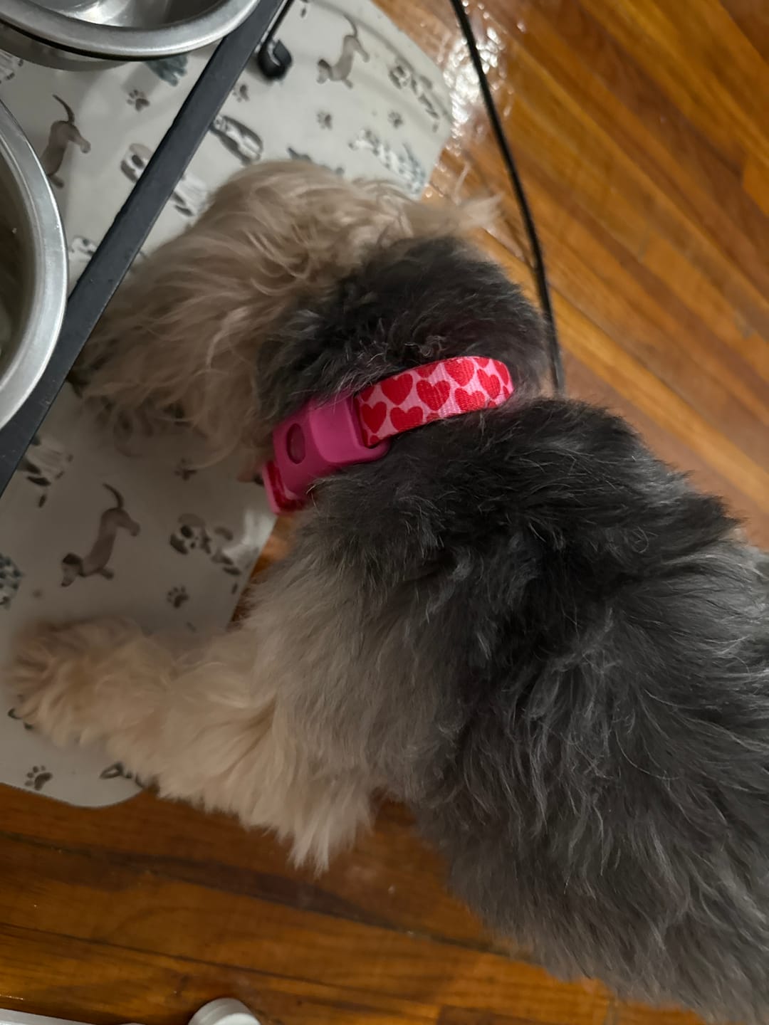 Customer photo review of FurLife™ - 12 Months All Natural Flea and Tick Tags for Dogs