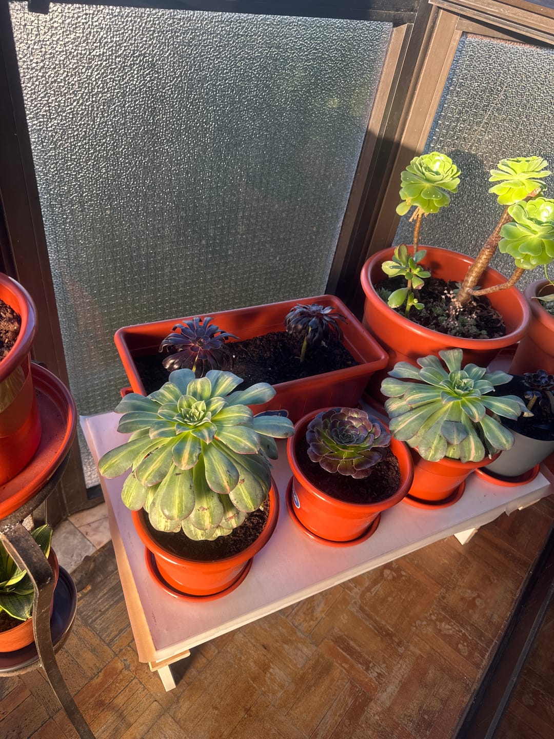 Customer photo review of Pack 3 Aeonium Colecionador + Casca de Arroz Carbonizada